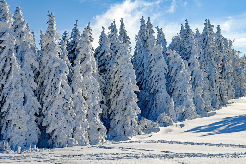 wintry, snow, firs