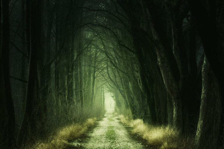 secret, forest, darkness-3120483.jpg