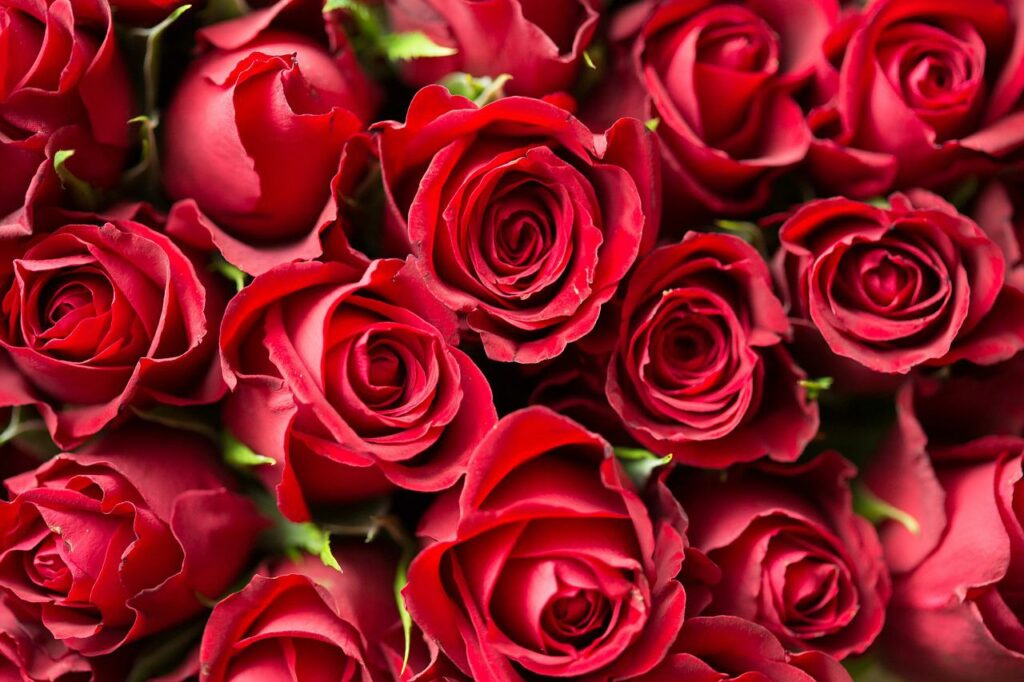 red, roses, flowers-1867767.jpg