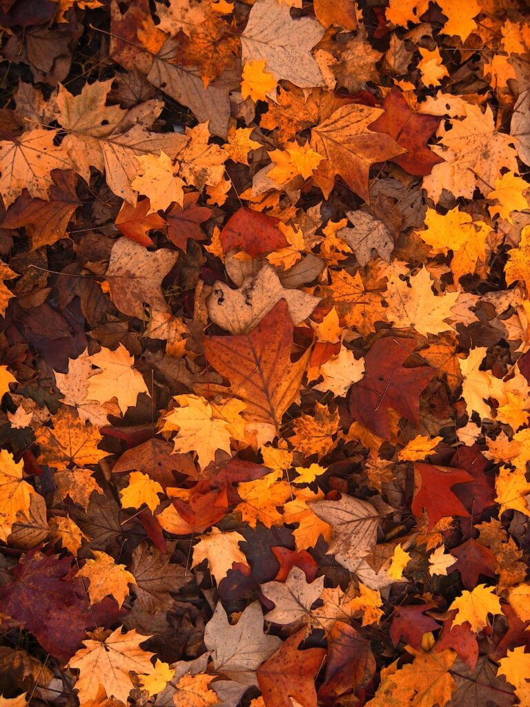 autumn, leaves, foliage-111315.jpg