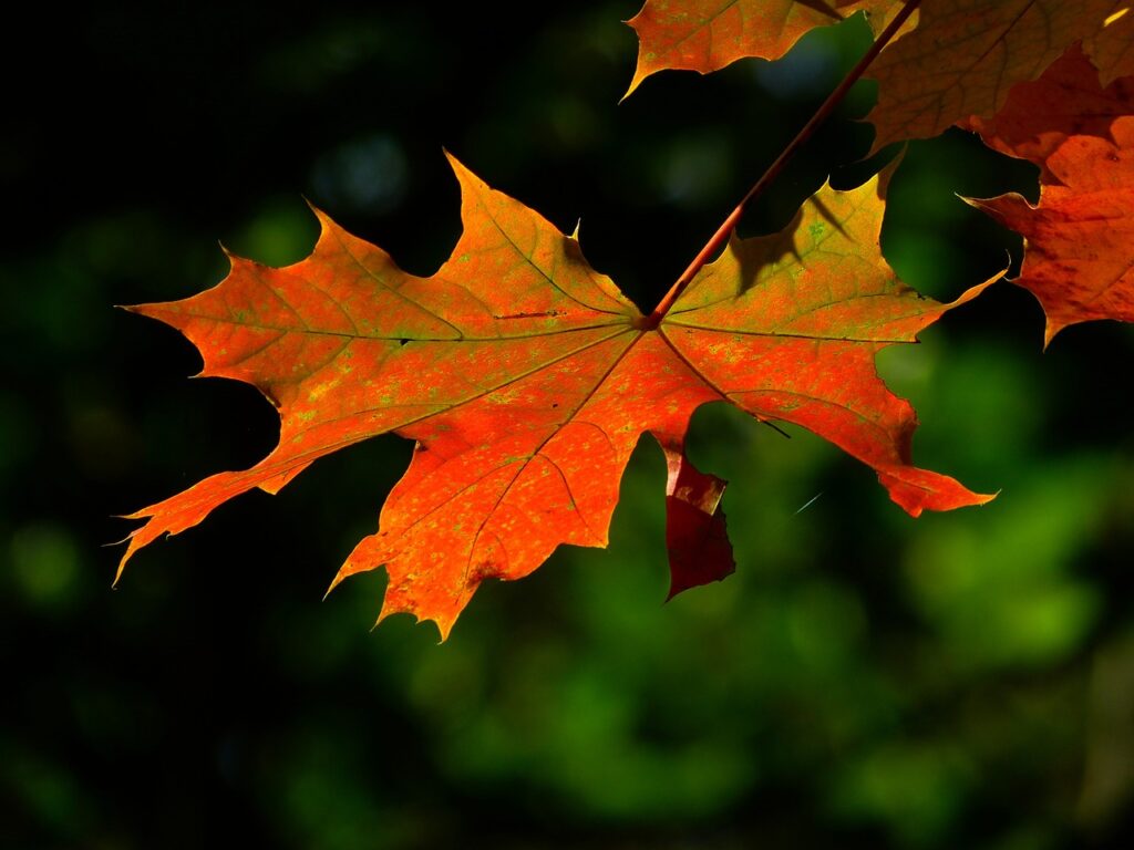 leaf, maple, autumn-196566.jpg